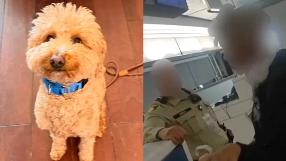 Woman Arrested After Abandoning Dog at Las Vegas Airport Following Denied Boarding