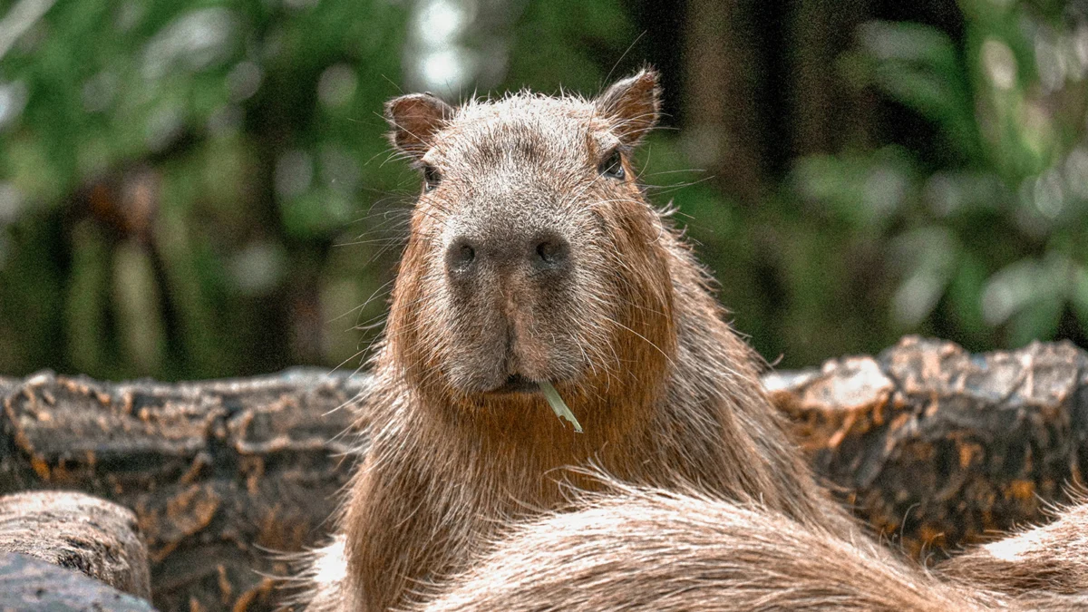 Extensive Search Operations Continue Across Hampshire for Escaped Marwell Zoo Capybara Following Sightings Near Winchester