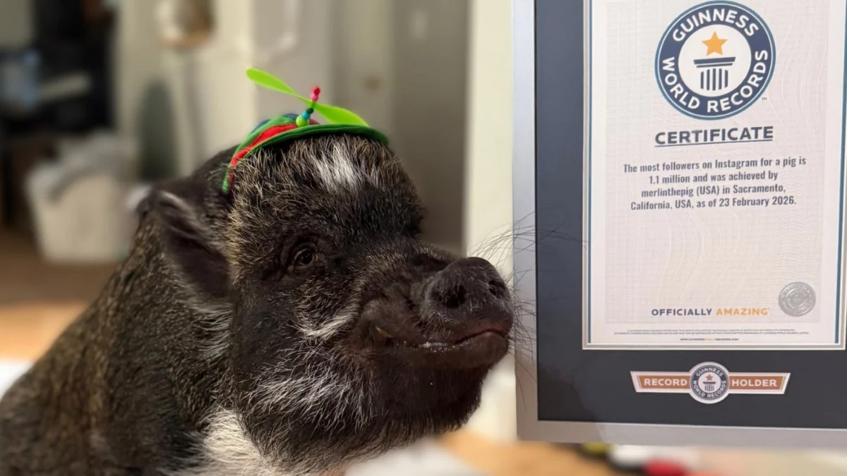 Merlin the Pig Secures Guinness World Record as Instagrams Most Followed Porcine Influencer with 1.1 Million Followers