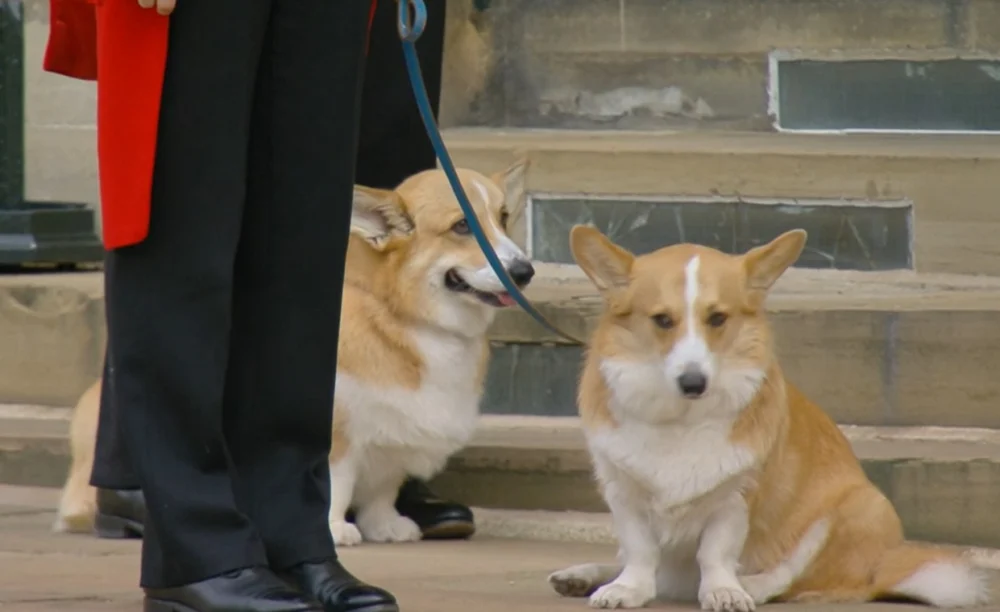 The Fate of Queen Elizabeth II’s Beloved Corgis Quietly Resolved Amidst Royal Lodge Relocation