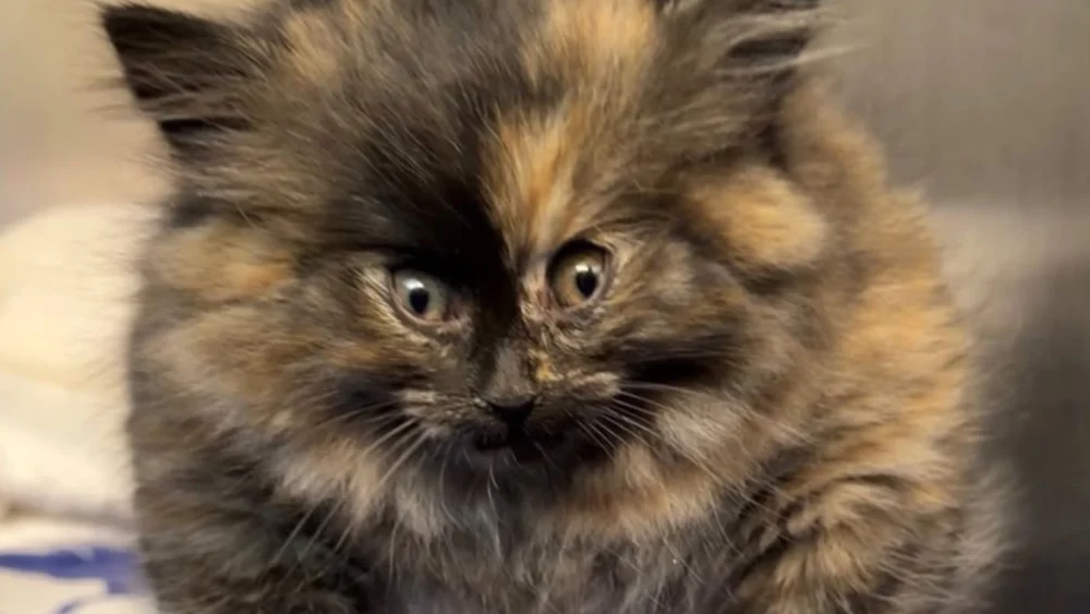 Viral Tortoiseshell Kitten Recovering After Veterinary Intervention for Rare Balloon Like Medical Condition