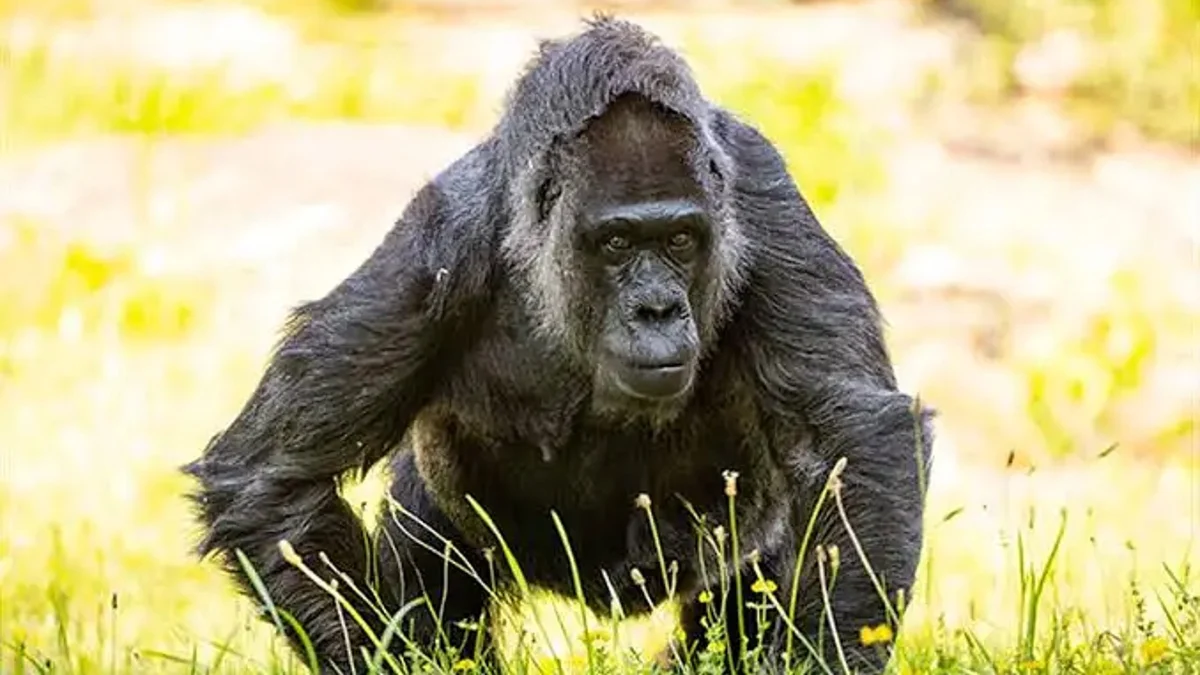 Berlin Zoo Celebrates the 69th Birthday of Fatou the World’s Oldest Living Gorilla and a Living Legend of Conservation