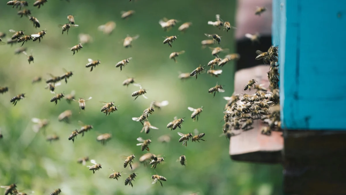 Massive Bee Swarm Unleashes Chaos on Tennessee Interstate Following Commercial Truck Crash