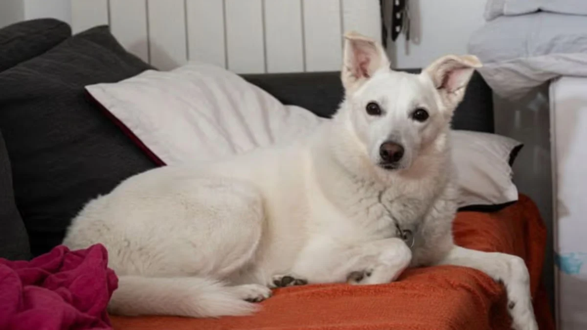 Heroic Rescue Dog Sacrifices Life to Protect Toddler and Father from Wolf Attack in Tuscany