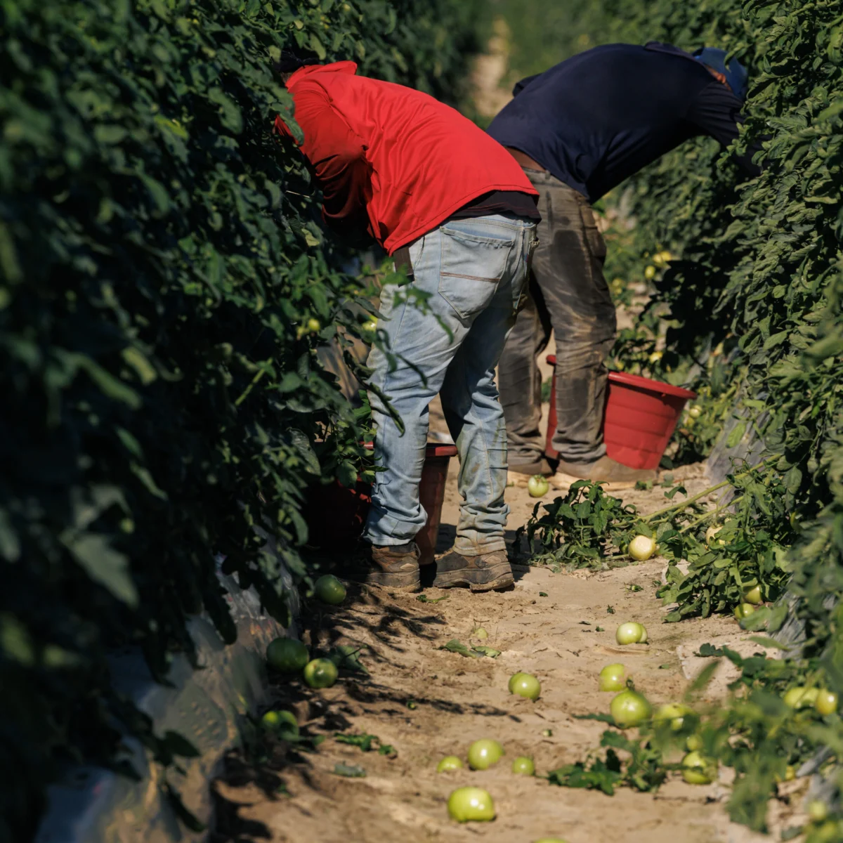 My Maddening Quest to Find Out if Blueberries Come From Farms Where Workers Were Harmed