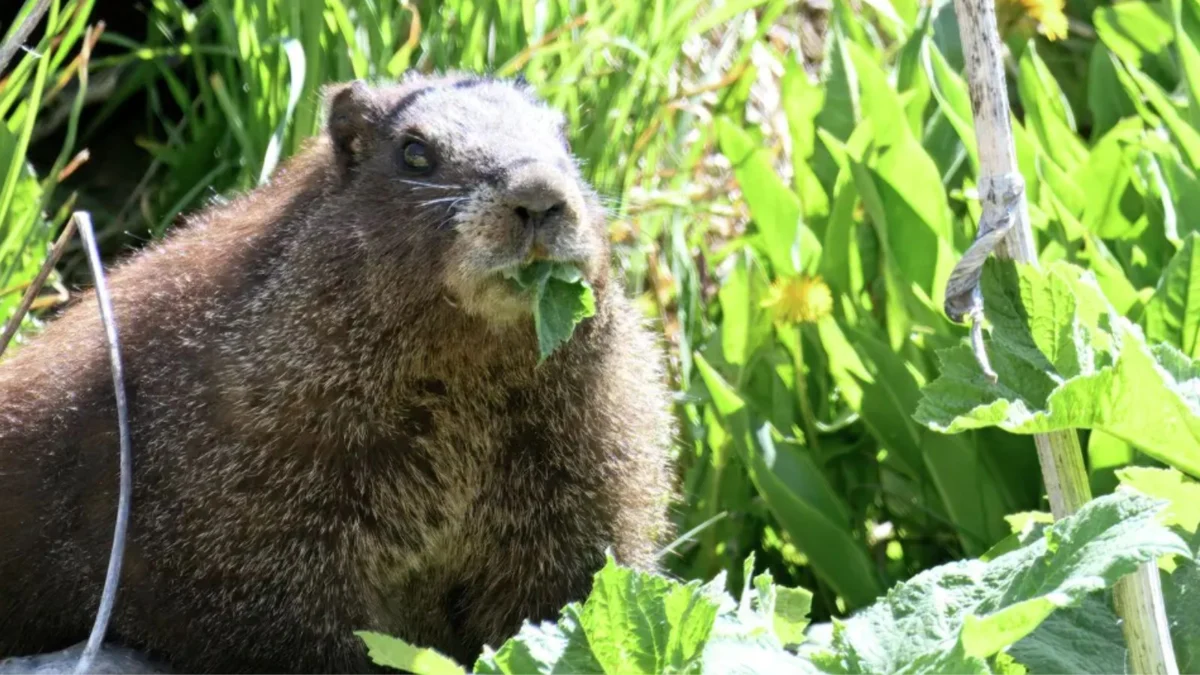 OnlyMarms Researchers Turn to OnlyFans to Fund Decades of Vital Marmot Research Amid Federal Funding Shortages
