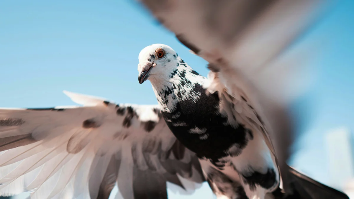 The Burwood Birdman Mystery Persistent Urban Feeding Sparks Public Health Concerns and Community Tension in Sydney