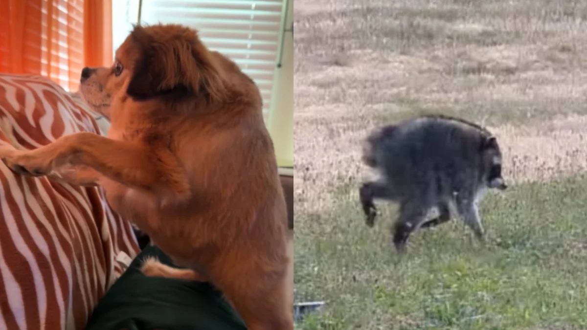 The Rise of the Short Spine Phenomenon From Jimothy the Raccoon to Tilly Bean the Friendly Loaf