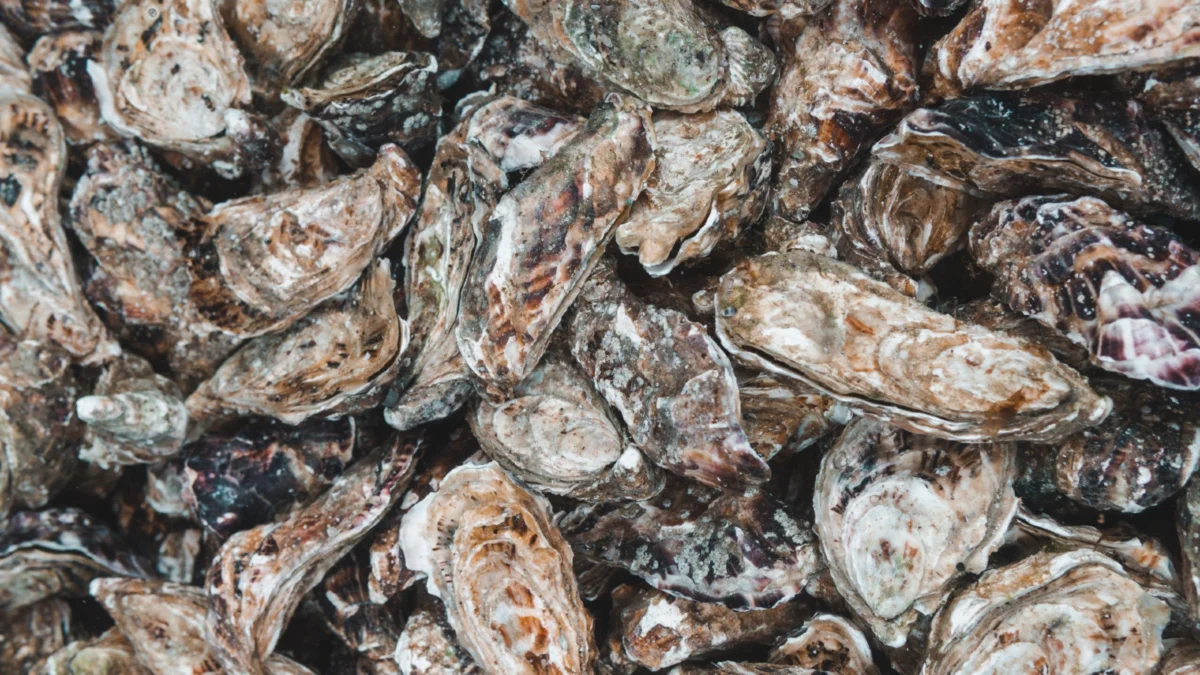 Australian Police Investigate Massive Theft of 400,000 Sydney Rock Oysters from New South Wales Farm