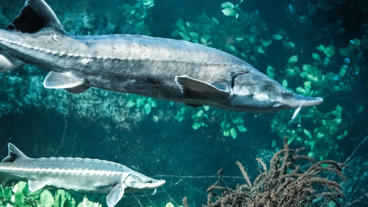 Lake Michigan Sturgeon Research Reveals Lifespan Potential Exceeding Four Centuries Redefining Great Lakes Longevity