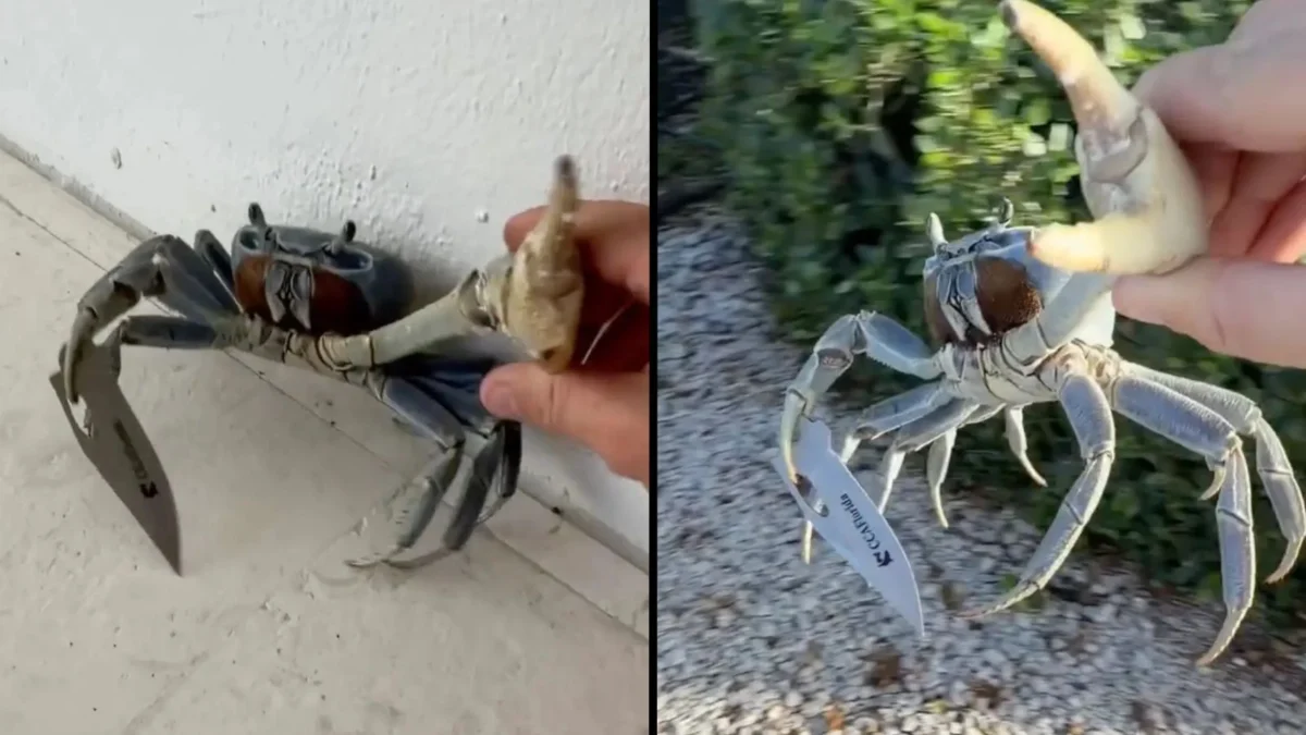 Florida Man Becomes Viral Sensation After Confrontation with Knife-Wielding Crab Near Residential Property