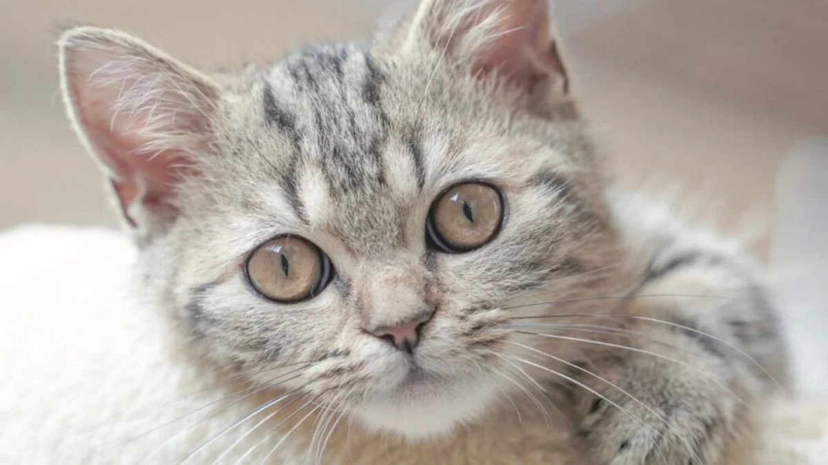Temptations Cat Bodega Brings Immersive Feline Experience to New York City as Experiential Marketing for Pets Reaches New Heights