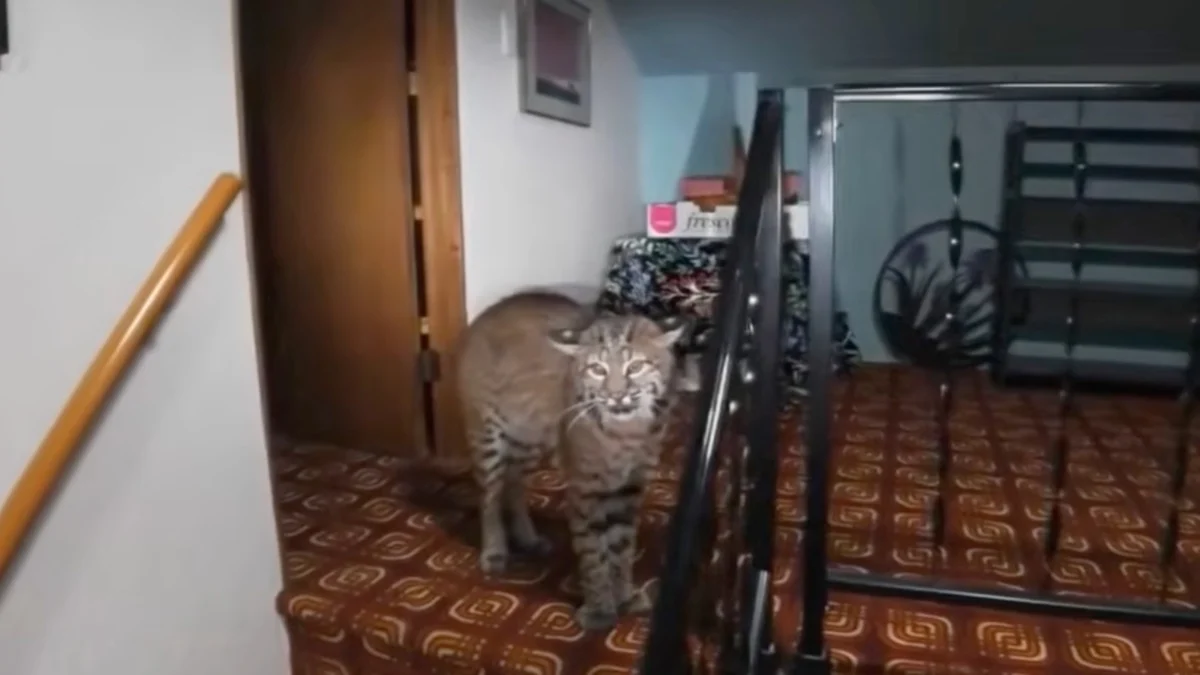 Washington Police Deploy Drone to Remove Wild Bobcat from Kirkland Home After Reported Burglary