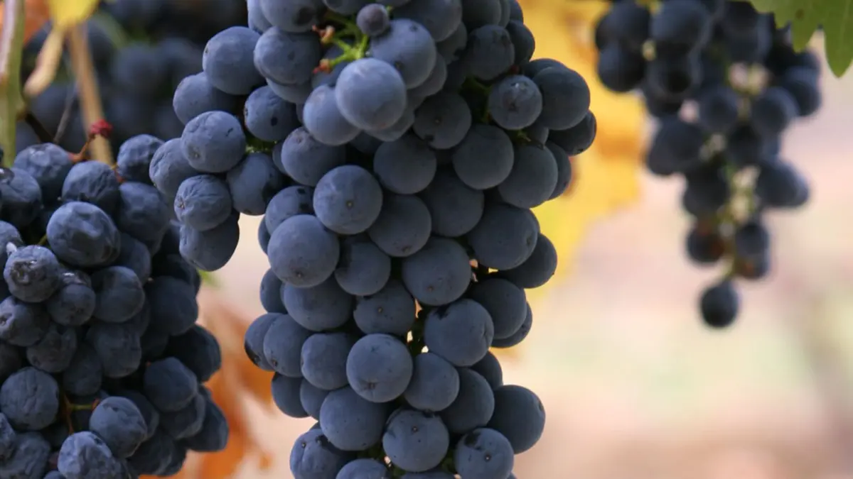 Massive Heist at Marchesi Antinori Winery Sees Five Million Euros Worth of Fine Wine Stolen in Unprecedented Italian Theft