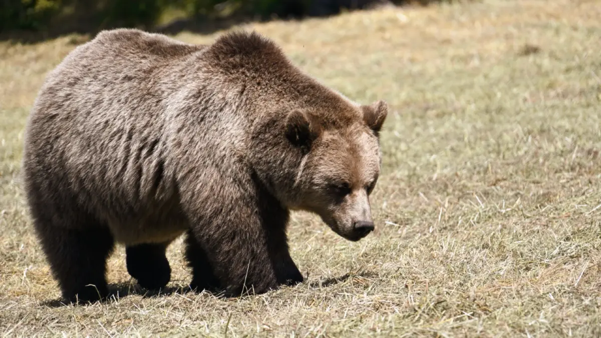 Russian Woman Fined for AI-Generated Bear Photo Amidst National Surge in Fatal Wildlife Attacks