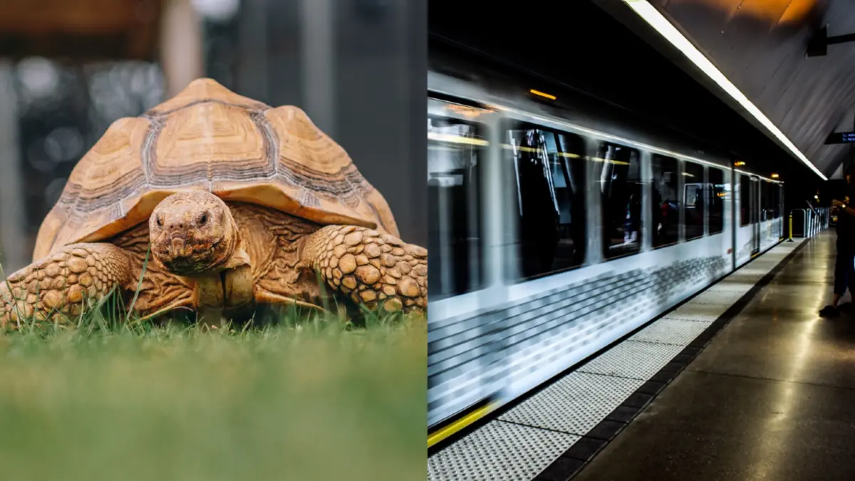Sherman the Sulcata Tortoise Becomes Social Media Sensation through California Public Transit Adventures and Urban Exploration